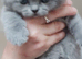 Pedigree British Shorthair kittens.