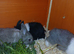 Gorgeous wee Lionhead/Dutch cross babies