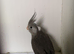Baby Cockatiel&rsquo;s
