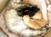 Stunning pedigree Maine Coon kittens
