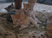 Mixed Litter 3 Ginger Boys, 2 Brown Stripey Girls