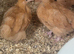 Stunning 3 week old buff orpingtons unsexed beautiful parents