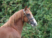 Stunning chestnut colt