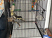 8 month old cockatiel