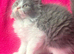 Exotic/Persian X Ragdoll BSH kittens