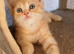Mixed breed kittens .