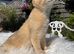 Golden Female Kitten Ready Now