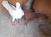 Pair of pigeons
