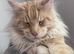 Stud offered Cream Maine Coon