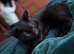 Male 7m old Kitten