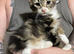 3 kittens for sale