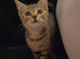 Gorgeous Tabby Male
