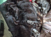 3 kittens 2 black one tabby ready to leave