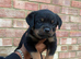 Pure German Rottweiler Puppies For Sale
