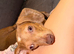 Dauchshund x Chihuahua