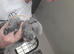 beautiful puppies