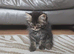 Female kitten