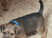Jack Russell x Border Lakeland puppies