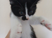 3 kittens