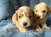 Miniature F1b Cockapoo Puppies - Apricot & White