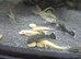 Common Bristlenoses