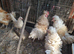 Polish frizzle and sarema cross Japanese black tail