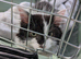 Mainecoon mix kitten for sale