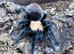 Golden Mexican Red Rump Tarantula & FULL Setup For Sale!