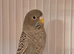 Beautiful young blackface budgies