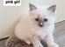 Pure ragdoll kitten for sale