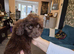 Extensively Health tested Gorgrous Toy cockapoo babies