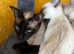 Siamese kittens ready now
