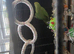 Female green Indian ringneck
