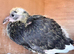 Black Sadle breeding pair with baby