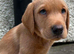 KC Red fox Labrador puppies