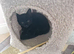 Beautiful kittens ready for rehoming