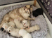 Mix ragdoll kittens