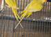 Yellow ringneck pair