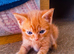 Stunning Ginger Kittens