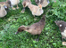 Muscovy ducks