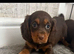 Cocker spaniel puppy’s