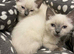 Ragdoll Kittens X