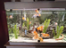 I have for sale various goldfish
