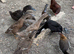 Indian runner ducks