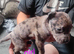 8 beautiful staffordshire puppies