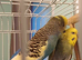 Bonded Pair of budgies