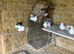 Three months old fantails both sexes very attractive white with some black tail feathers
