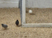 Button quail for new home FREE