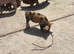 Kune kune piglets for sale