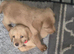 Beautiful happy F1 Labradoodle puppies